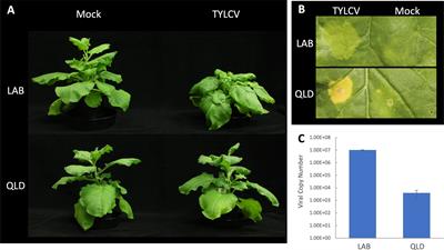 Exploring the source of TYLCV resistance in Nicotiana benthamiana